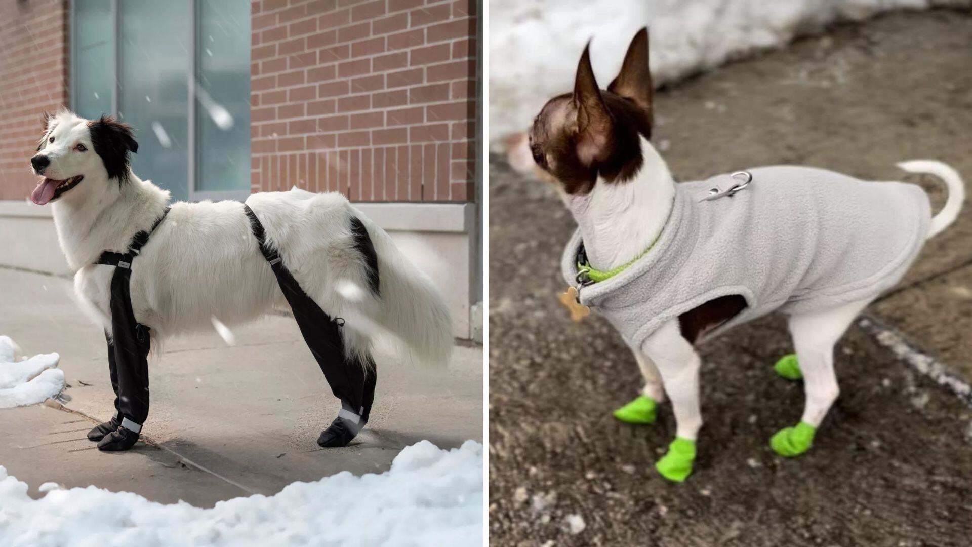 A dog wearing suspender boots and a dog in a fleece sweater.