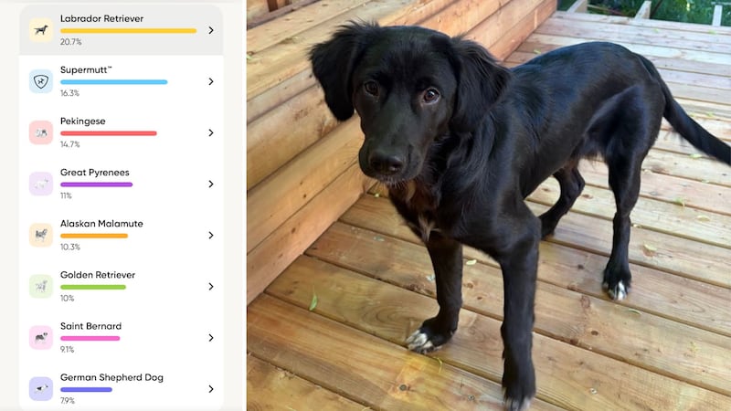 The breed breakdown next to a picture of Ernest.