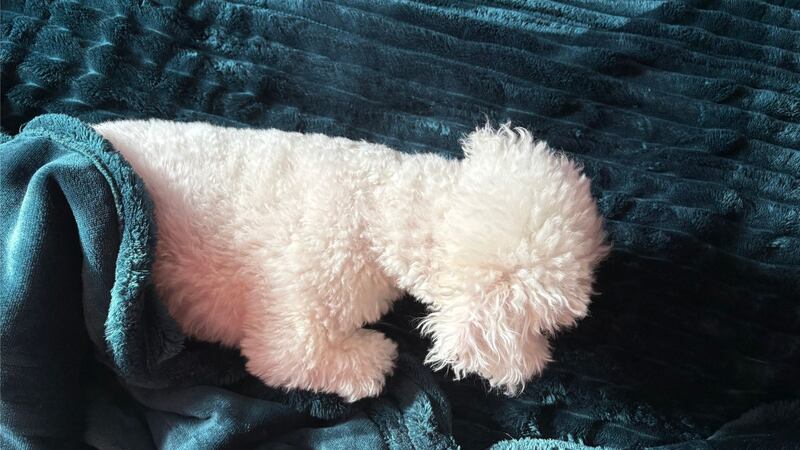 Bianca's dog enjoying the warmth of the heated blanket