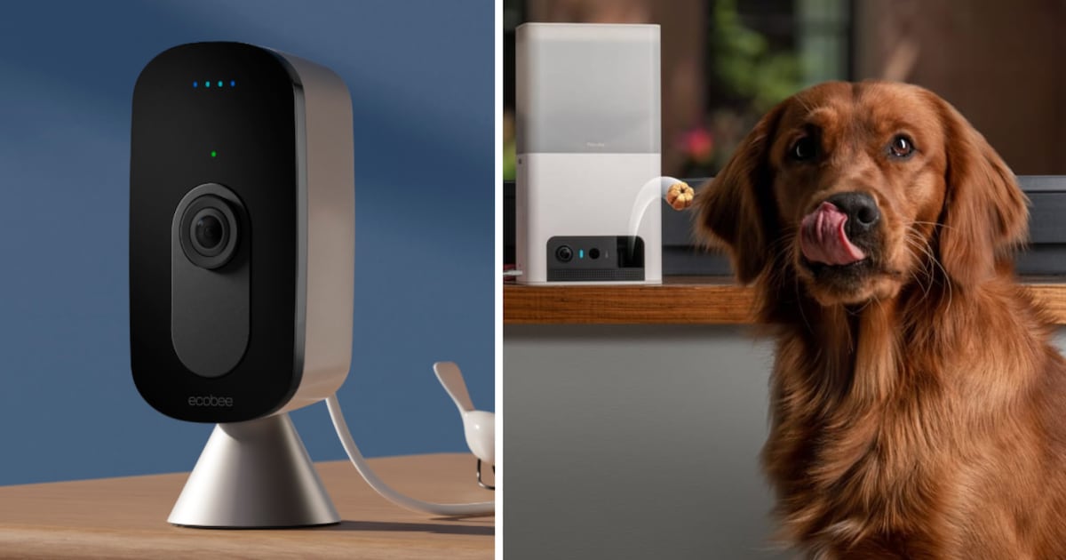 5 Of The Best Pet Cameras You Can Get Online Right Now