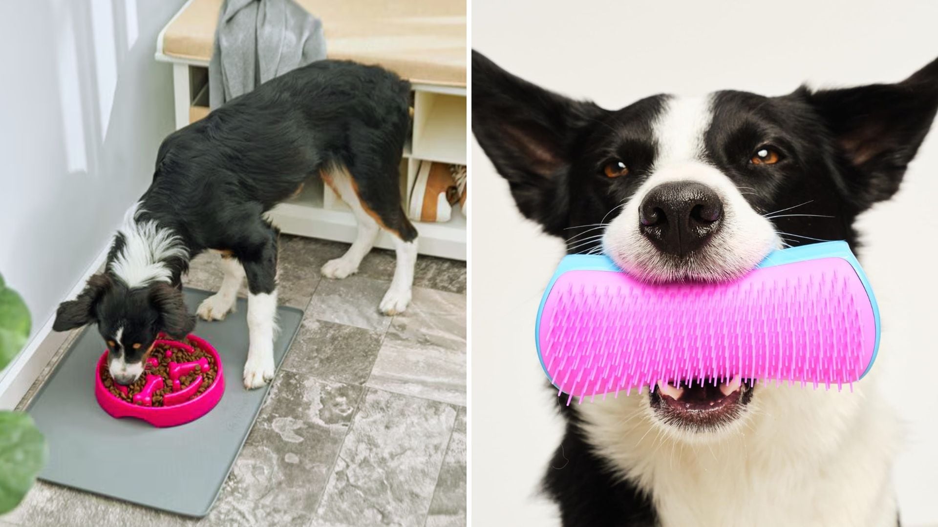 A dog eating from a slow feeder bowl and a dog holding a deshedding brush.