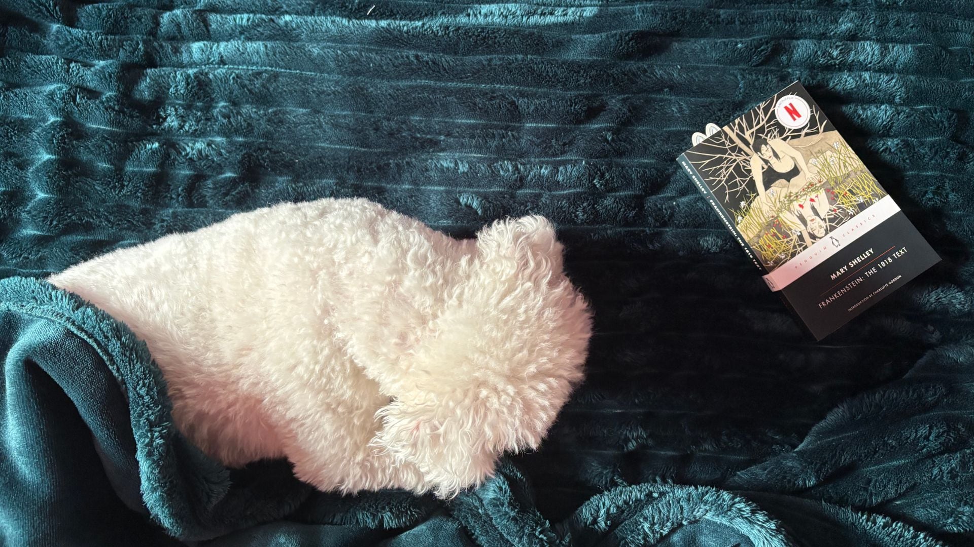 a dog sleeping on the blanket next to a book