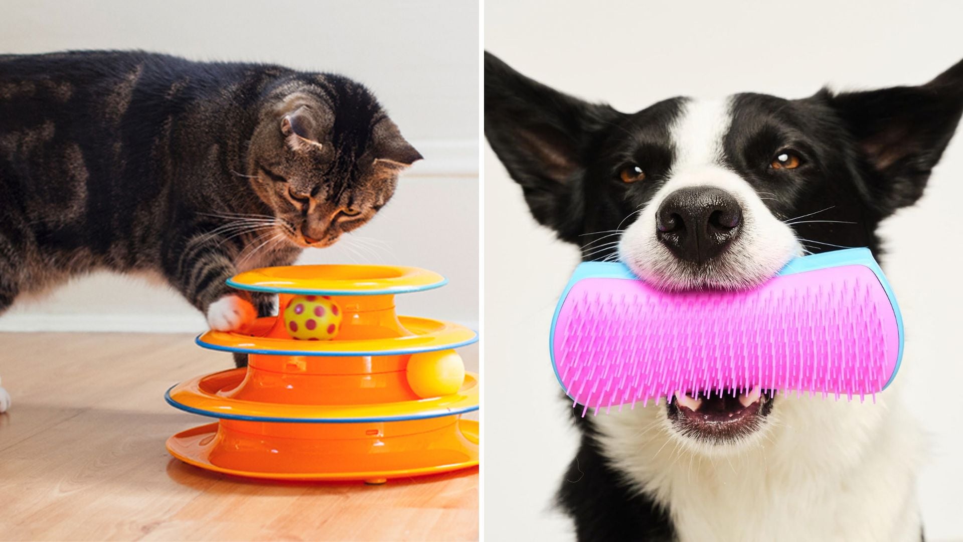 A CatStages cat toy tower and a dog holding a Tangle Teezer brush.