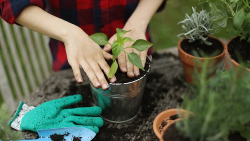 Person planting a plant in a metal planter