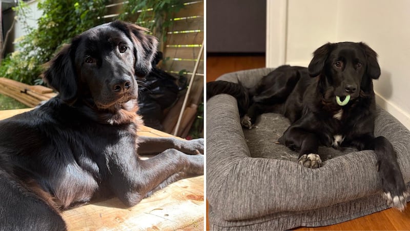 Two photos of Ernest, one as a puppy and one as a teenager.
