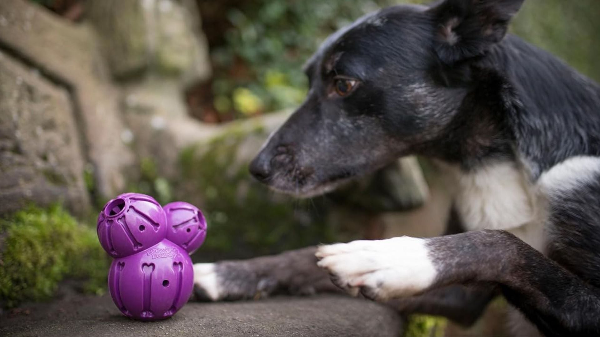 A dog reaching for a PetSafe interactive dog toy.