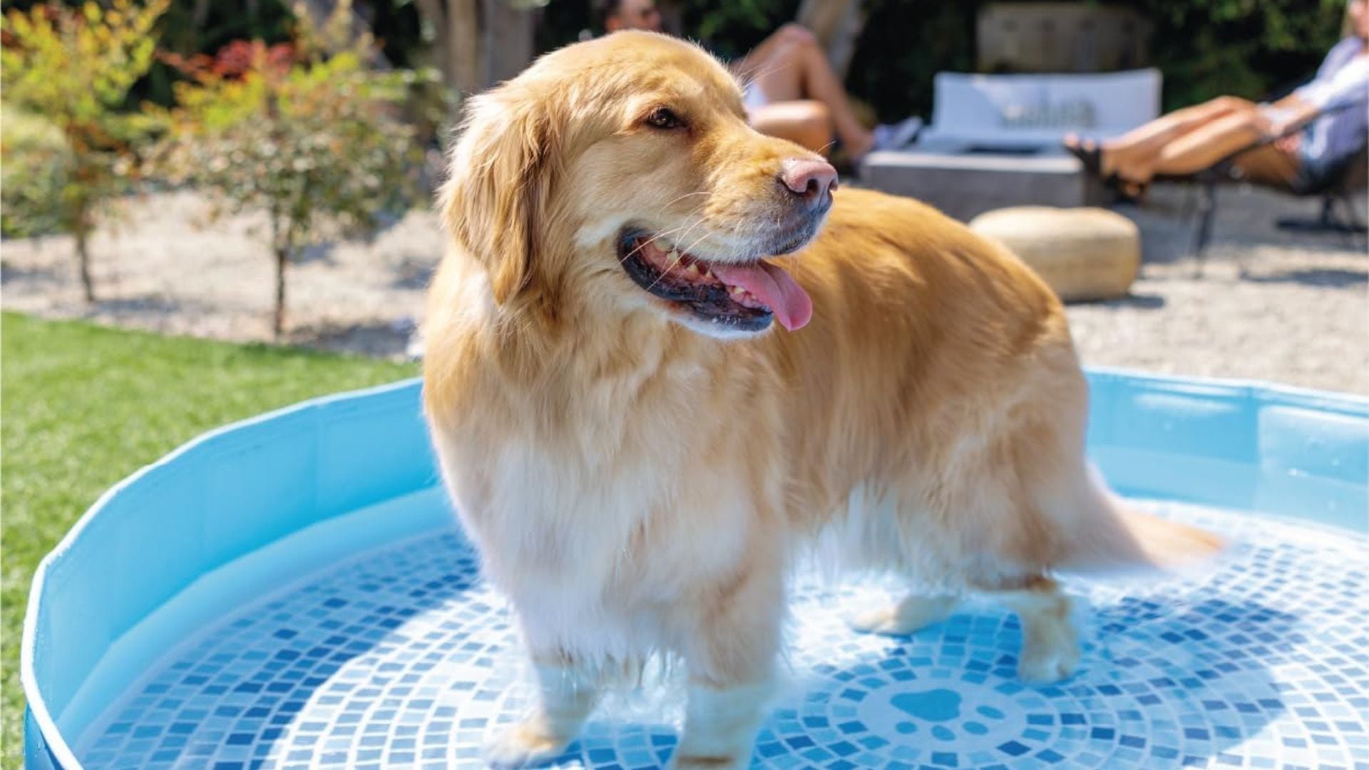 A golden retriever in an Intex swimming pool.