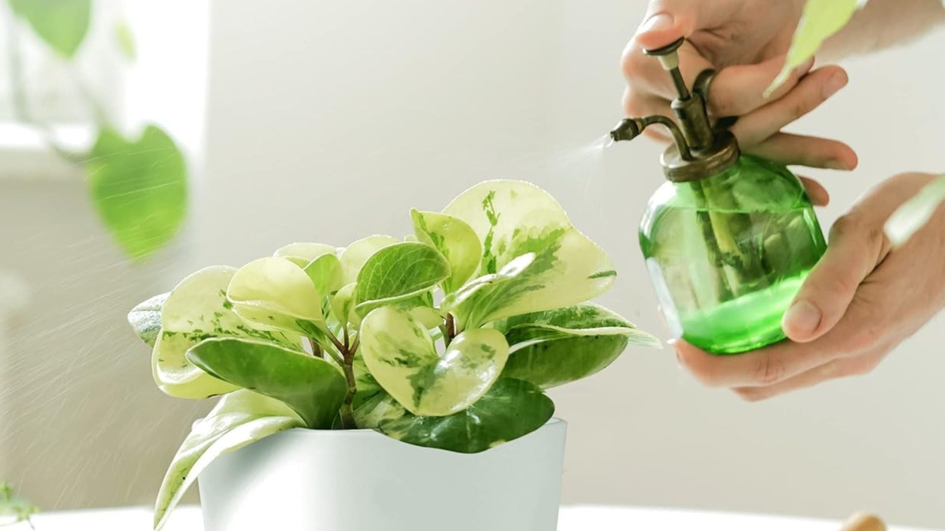 a person spraying an indoor plant with a glass spray bottle